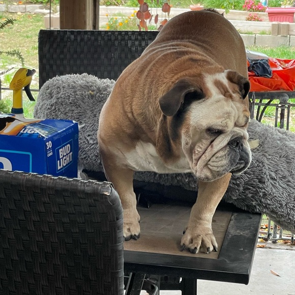 Meet your Posher, Helen - Picture 7 of 9